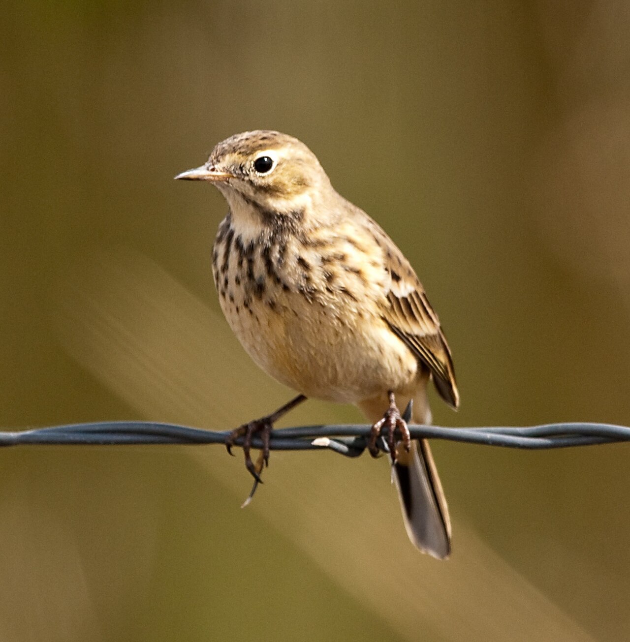 An American pipit, a small streaked brown songbird with buff underparts, standing on open ground